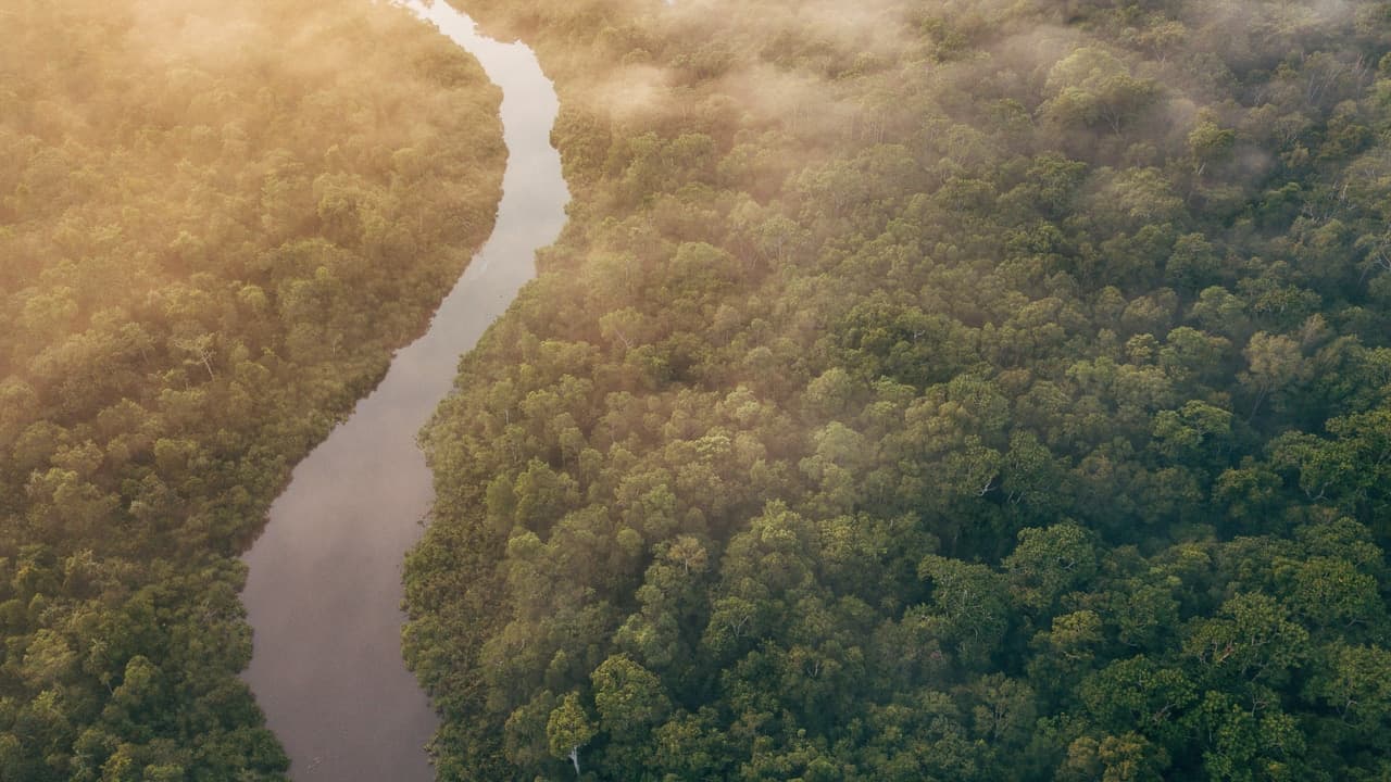 Borneo Rainforest