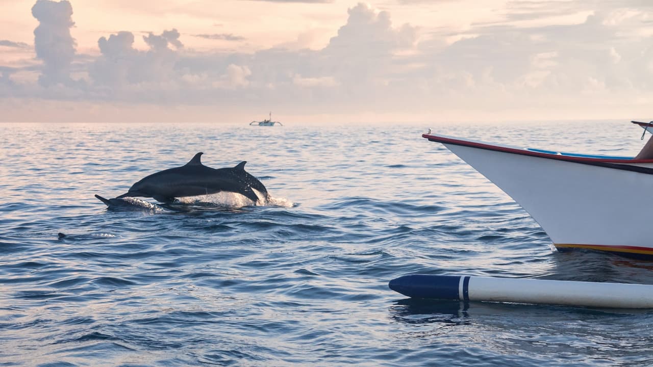 Sunset Dolphin Cruise