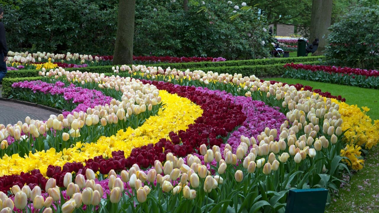 Keukenhof Gardens