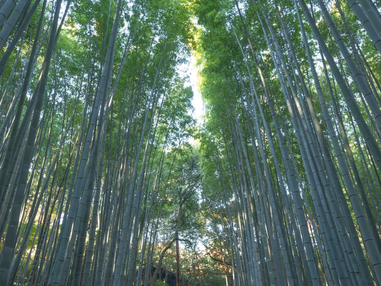 Arashiyama Bamboo Grove (Kyoto)