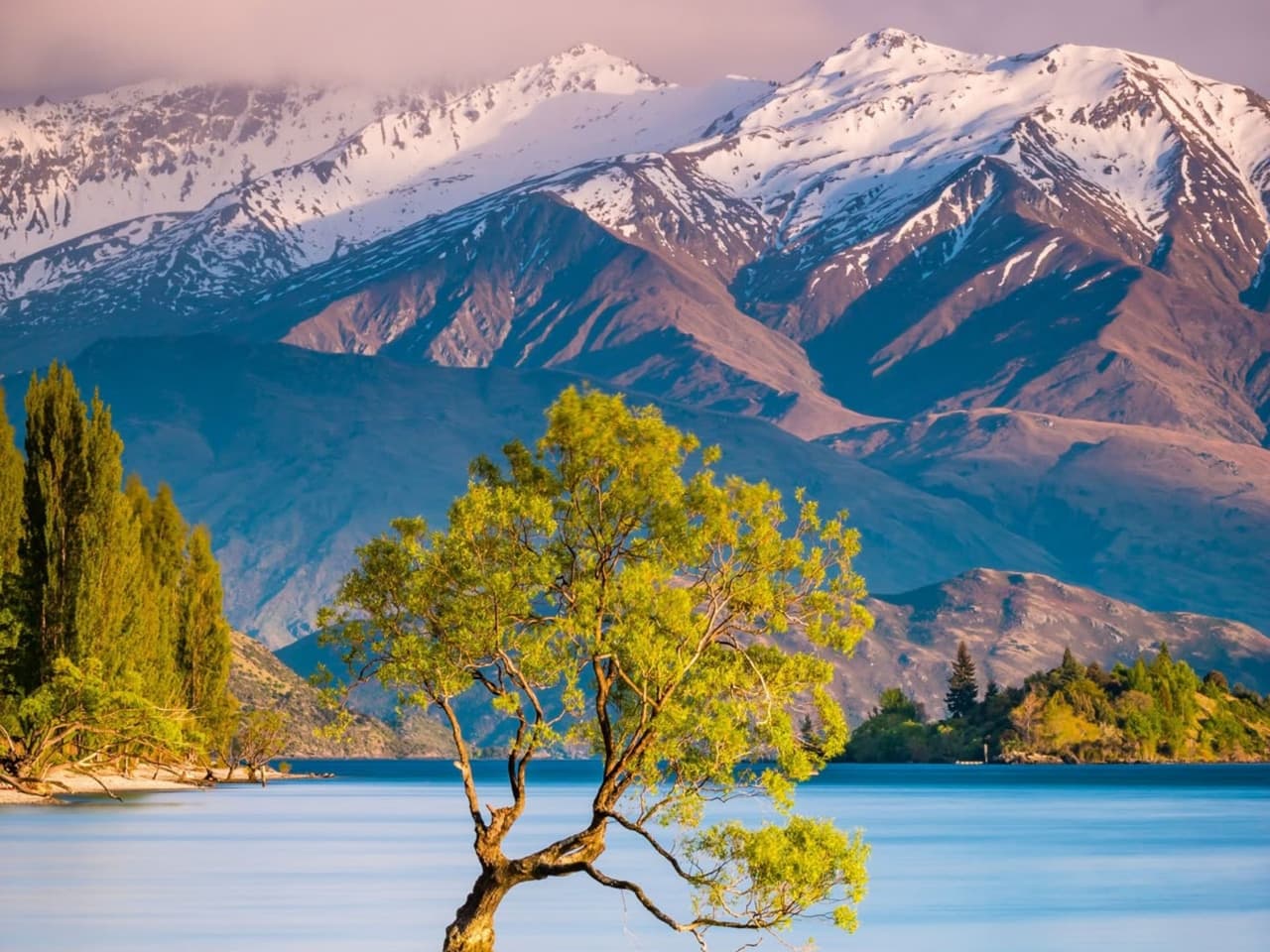 Wanaka Tree