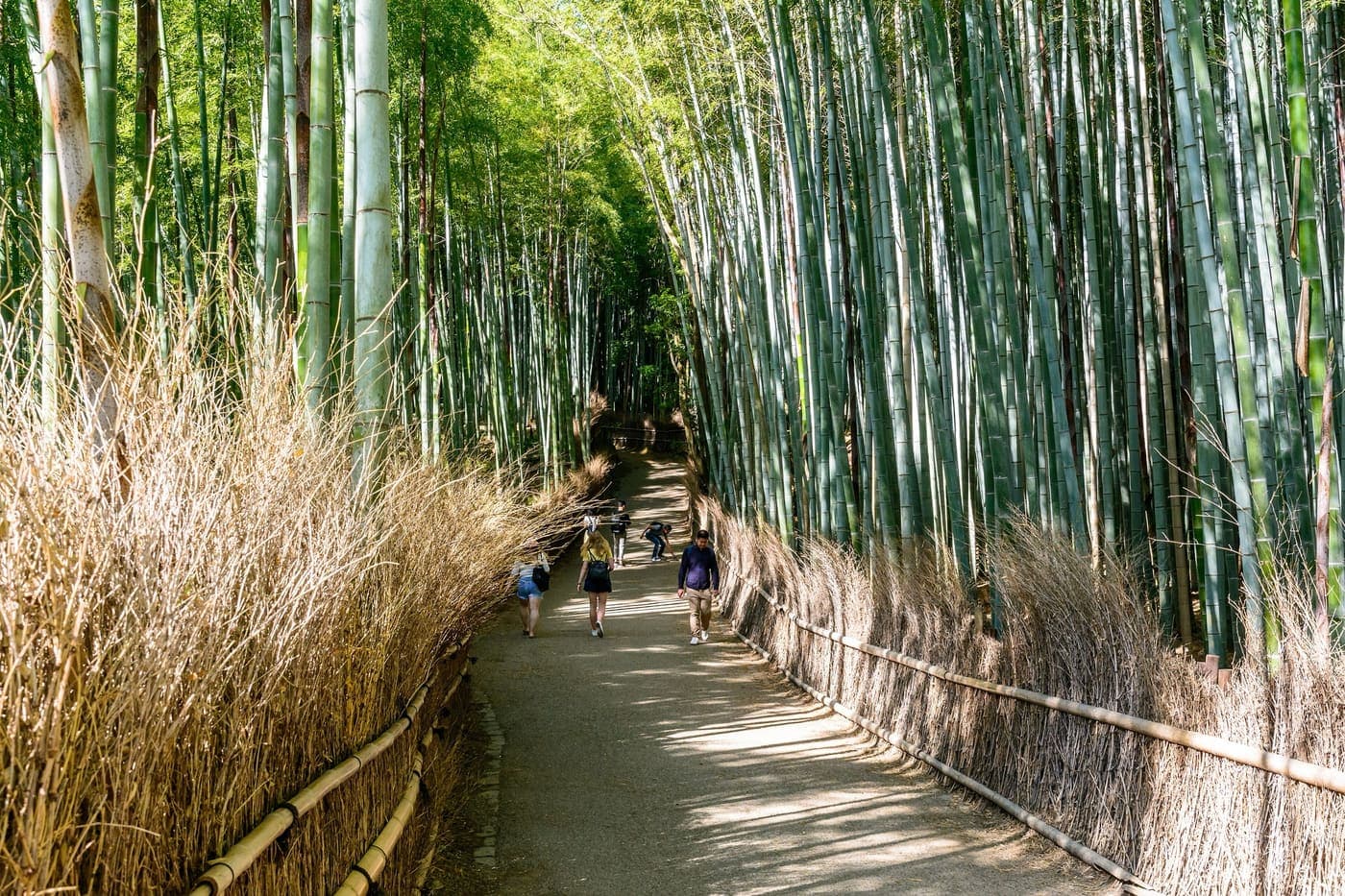 Arashiyama bamboo grove path, Kyoto