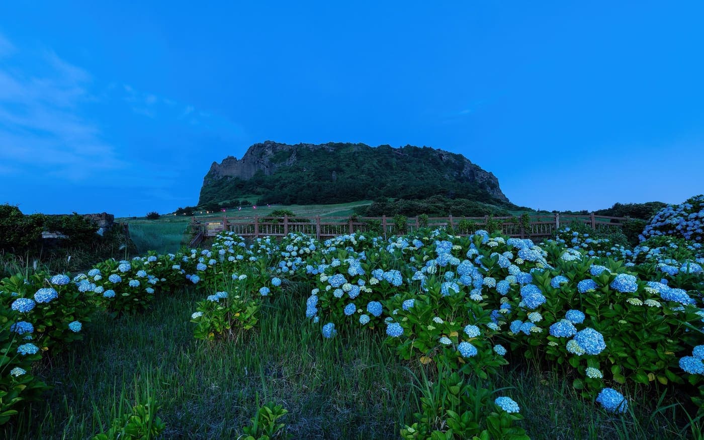 Hydrangeas in front of Seongsan Ilchulbong, Jeju